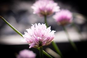 Flower Pink Natura