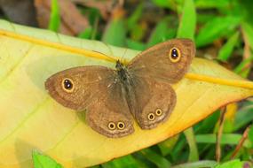 Nature Butterfly Wildlife