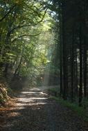 Nature Wood Tree