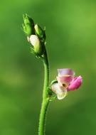 Nature Plant Flower