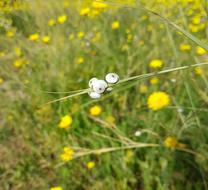 Grass Hayfield Nature