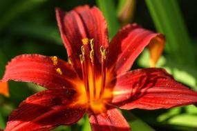 Lily Flower Plant Red