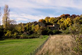 Trees Forest Foliage