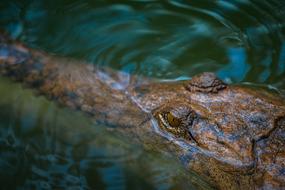 Saltwater Crocodile Australian
