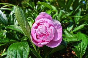 Peony Flower Plant