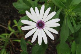 Plant Nature Flower