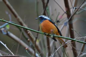 Bird Wild Animals Natural