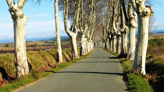 Nature France Tree