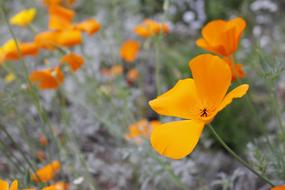 Yellow Orange Flower