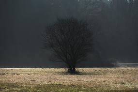 Tree Fog Dawn