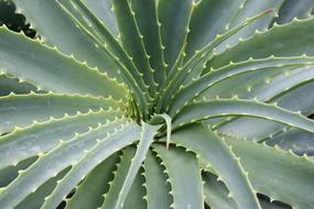 Plant Green Aloe