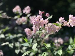 Flower Close Up