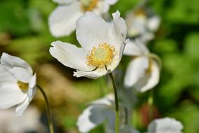 Anemone Large Blossom