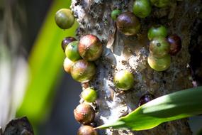 berries on a tree with leaves