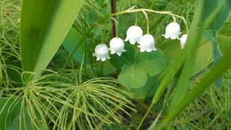 Lily Of The Valley Flower Summer