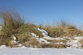 Nature Winter Snow