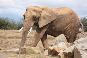 Elephant Wildlife Wild Animal