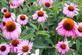 pink plants with leaves