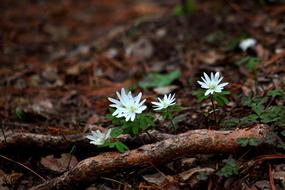 Nature Plants Wildflower The