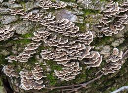 Fungus Mushroom Moss