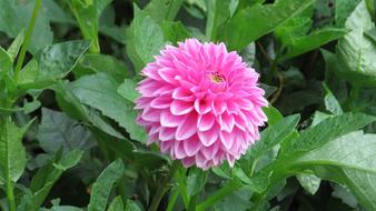 Nature Plant Summer
