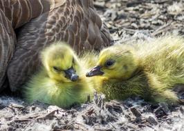 Nature Animal Wildlife