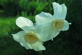 Narcissus White Blossom Flower