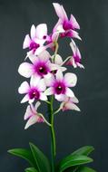 Orchid Flower Blossom