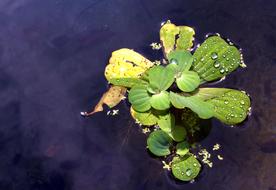 Leaf Plant Nature