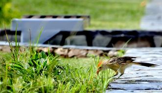 Lawn Nature Outdoors
