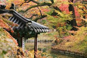 Nature Wood Autumn