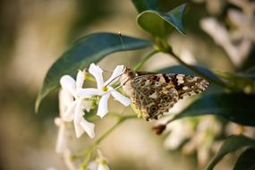 Butterfly Flowers Jasmine