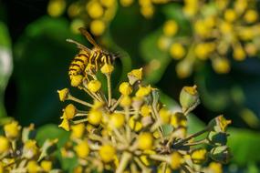 yellow flower garden background