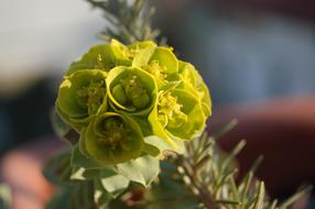 Nature Yellow Flower Succulent