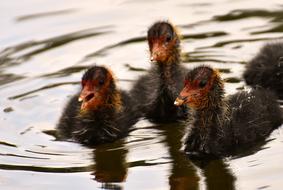 Coots Chicks Waters