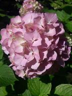 Hydrangea Flower Rosa