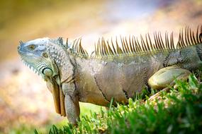 Common iguana on the grass