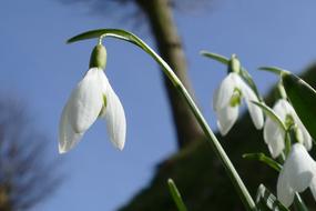 Snowdrop Galanthus Nivalis Flower