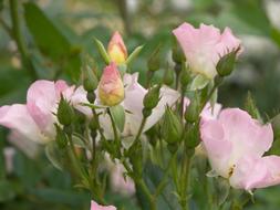 Flowers Roses Garden
