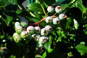 unripe green fruits