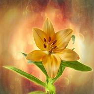 Lily Flower Yellow