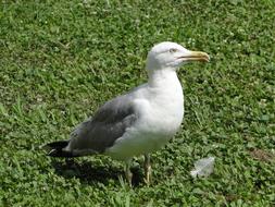 Birds Nature Wildlife