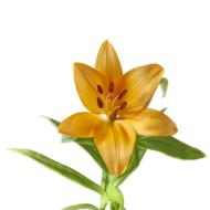orange lily with leaves
