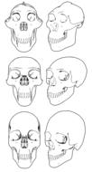 skulls skeleton anatomy drawing