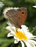 a big butterfly on a white flower