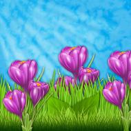 nature sky flowers flower lawn