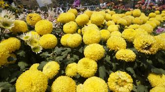 yellow flowers lots of bouquets