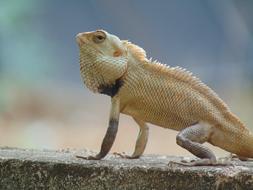 Indian Garden Lizard Green Nature