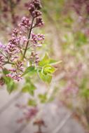 Flower Plant Nature