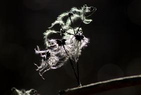 Nature Clematis Seeds